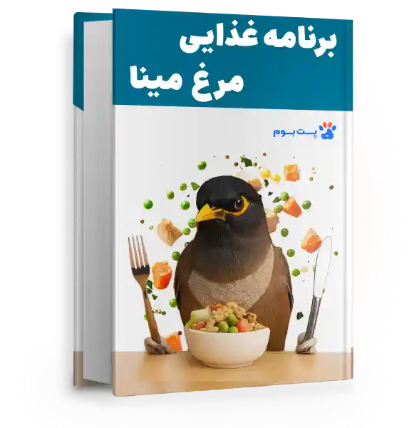  فایل برنامه غذایی مرغ مینا سالم برای تمام سنین و هر شرایطی!

        width=