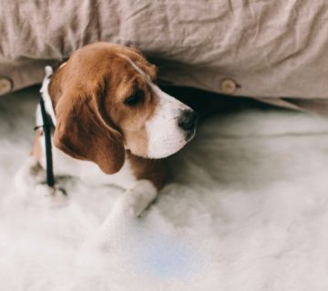 بیماری های سگ