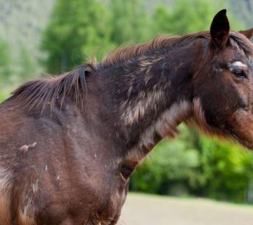 بیماری های اسب