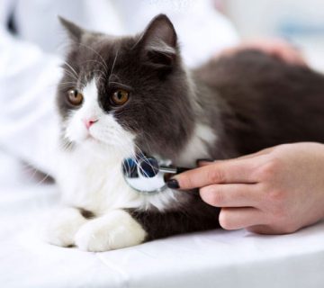بیماری های گربه