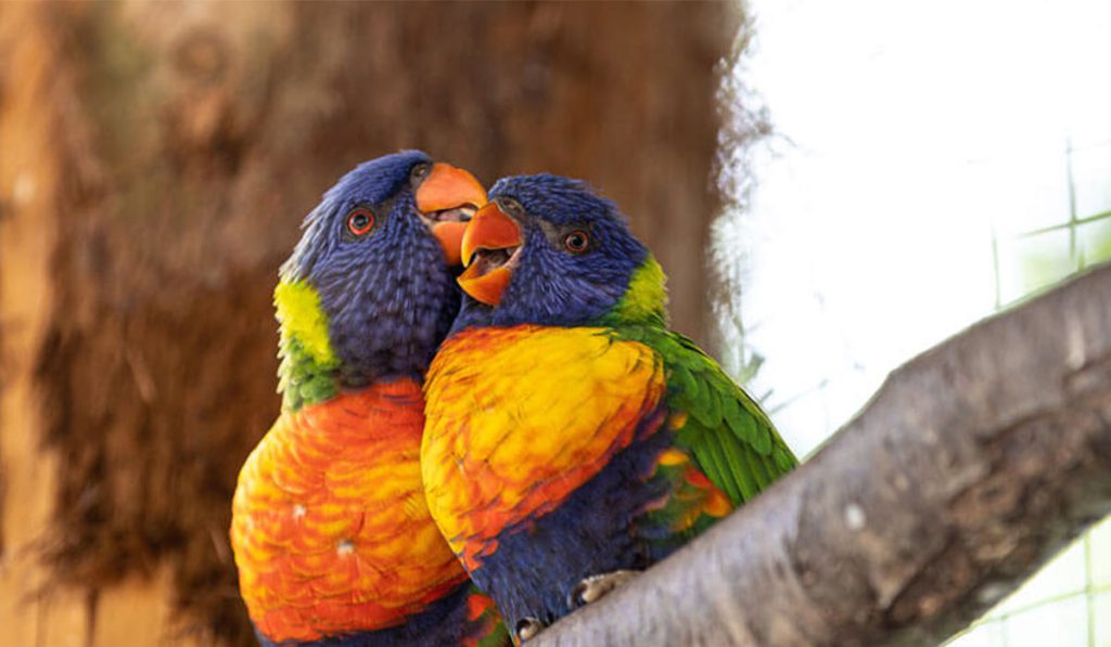پرنده ها: محبوب و دوست داشتنی
