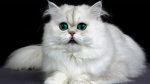 معرفی گربه پرشین (ایرانی)، گربه‌ای سلطنتی و زیبا