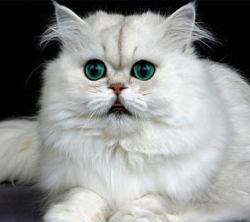 گربه ایرانی - پرشین کت - گربه پرشین