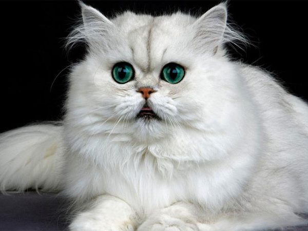 گربه ایرانی - پرشین کت - گربه پرشین
