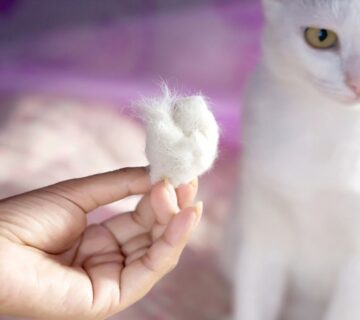 ریزش موی گربه