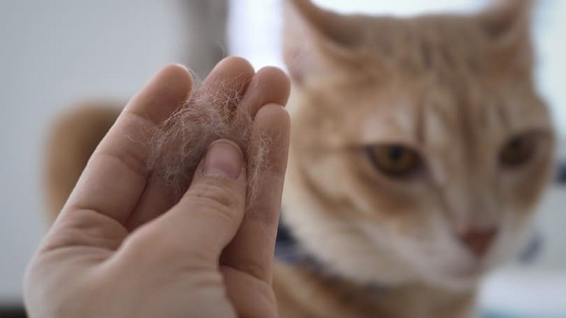 کاهش ریزش موی گربه