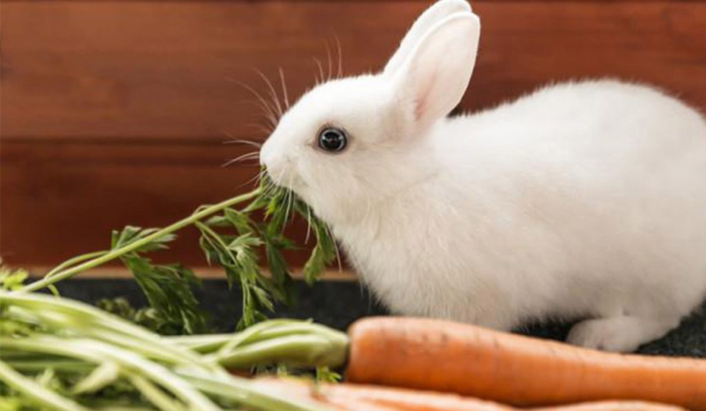 ترکیبات غذای خرگوش