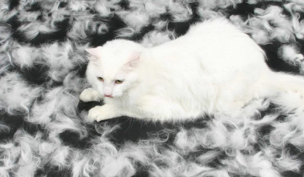 علت ریزش موی گربه