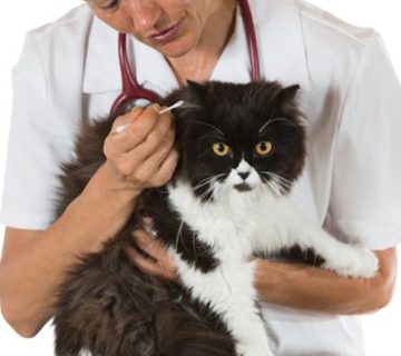 آموزش تمیز کردن گوش گربه