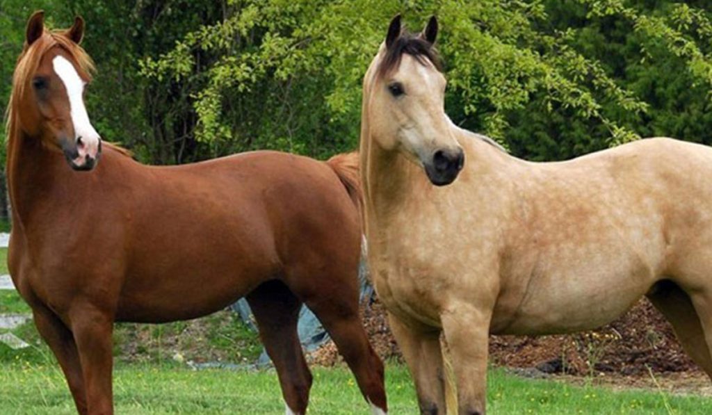 راه های درمانی - پوستی - آبسه ها-اسب