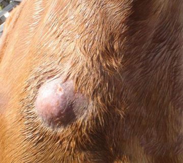 آبسه پوستی در اسب چیست