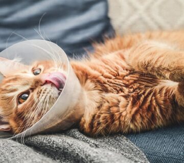 عقیم سازی گربه