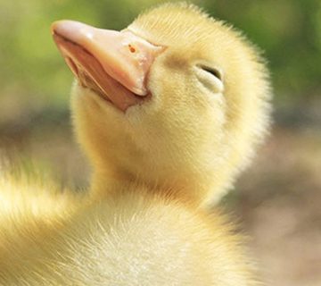 راه های درمان بسته شدن چشم اردک