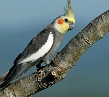 ریزش پر پرندگان