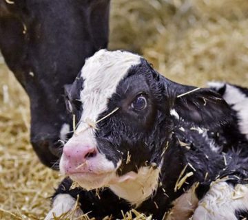 اسهال گوساله