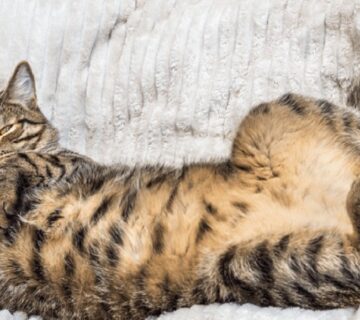 ورم شکم گربه