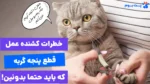 مزایا و معایب قطع کردن پنجه گربه به صورت کامل! آیا این کار انسانیه؟