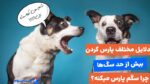 دلایل پارس کردن سگ چیه و چرا سگم بیش از حد پارس می‌کنه؟