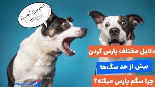 دلایل پارس کردن سگ