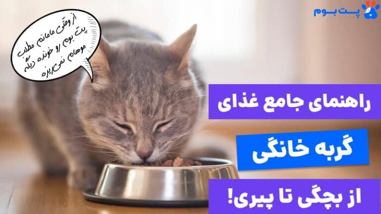 غذای گربه چیست؟ 0 تا 100 تغذیه گربه‌ها از نوزادی تا پیری