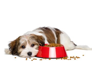 بی اشتهایی سگ