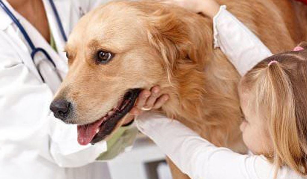 روش های درمان بی اشتهایی سگ