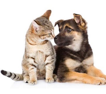 بوی بد دهان سگ و گربه