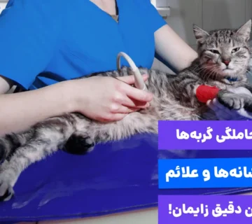 سیر تا پیاز بارداری گربه از اولین نشانهها تا زمان دقیق زایمان