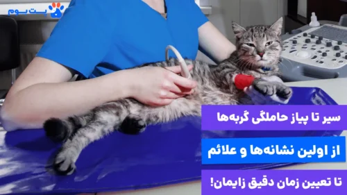 سیر تا پیاز بارداری گربه از اولین نشانه‌ها تا زمان دقیق زایمان