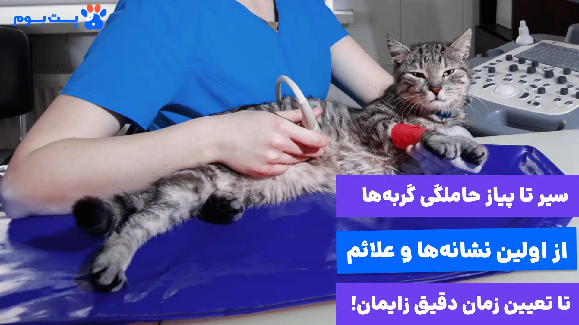 سیر تا پیاز بارداری گربه از اولین نشانهها تا زمان دقیق زایمان