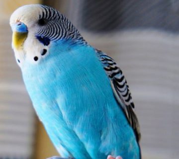 بیماری‌های مرغ عشق