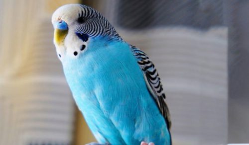 بیماری‌های مرغ عشق