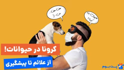 علائم و پیشگیری از کرونا در حیوانات
