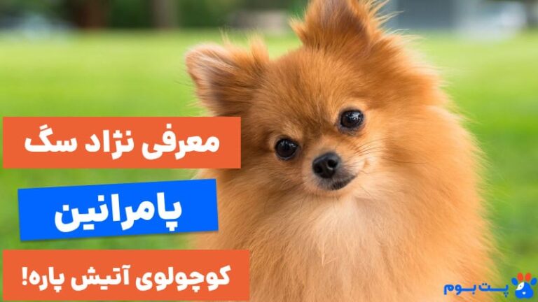 معرفی نژاد سگ پامرانین، این کوچولوی آتیش پاره!