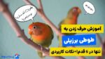 آموزش حرف زدن به طوطی برزیلی تنها در 6 قدم! + نکات کاربردی