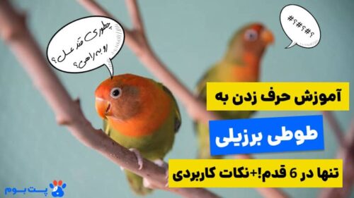 آموزش حرف زدن به طوطی برزیلی