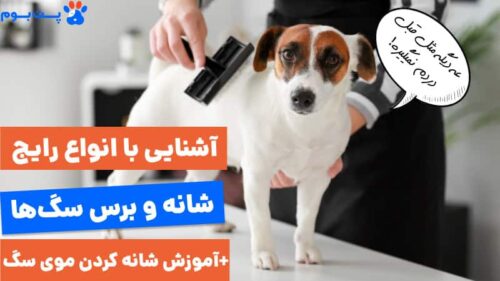 انواع شانه سگ و کاربرد آنها+ آموزش شانه کردن موی سگ