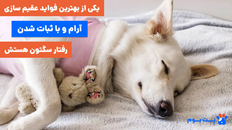 فواید عقیم سازی سگ نر ، آرام و با ثبات شدن آن است