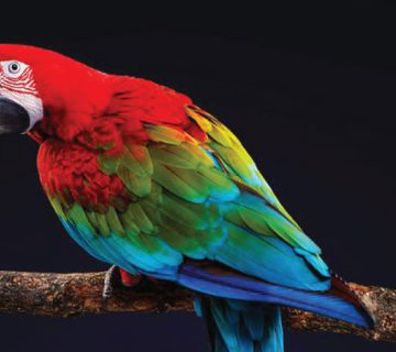 آموزش دستی کردن طوطی