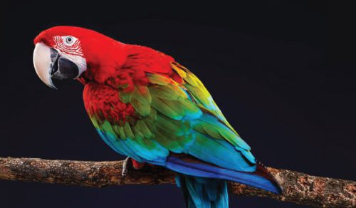 آموزش دستی کردن طوطی