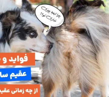 خطرات و مزایای عقیم سازی سگ