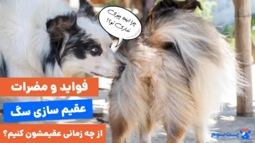 خطرات و مزایای عقیم سازی سگ