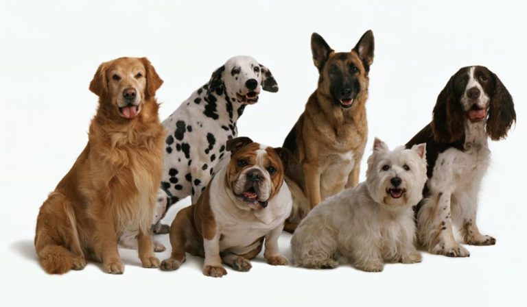 چه سگی بخرم؟ (راهنمای خرید سگ)