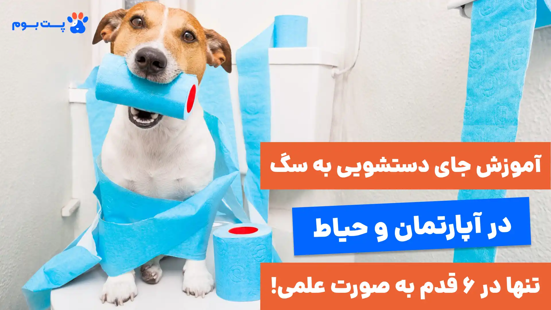 آموزش دستشویی به سگ تنها در 6 قدم