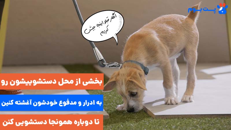 بخشی از محل دستشوییشون رو به ادرار و مدفوع خودشون آغشته کنین تا دوباره همونجا دستشویی بکنن