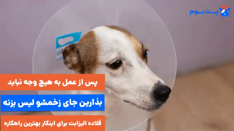 پس از عمل به هیچ وجه نباید بذارین جای زخمشون رو لیس بزنن 