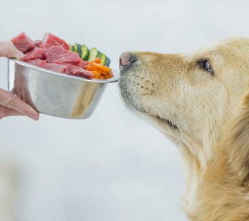 تغذیه سگ ها