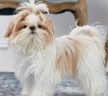 سگ نژاد شیتزو