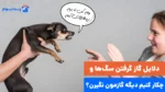 6 علت رایج گاز گرفتن سگ‌ها،چکار کنیم که دیگه گازمون نگیرن؟