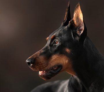 نژاد دوبرمن